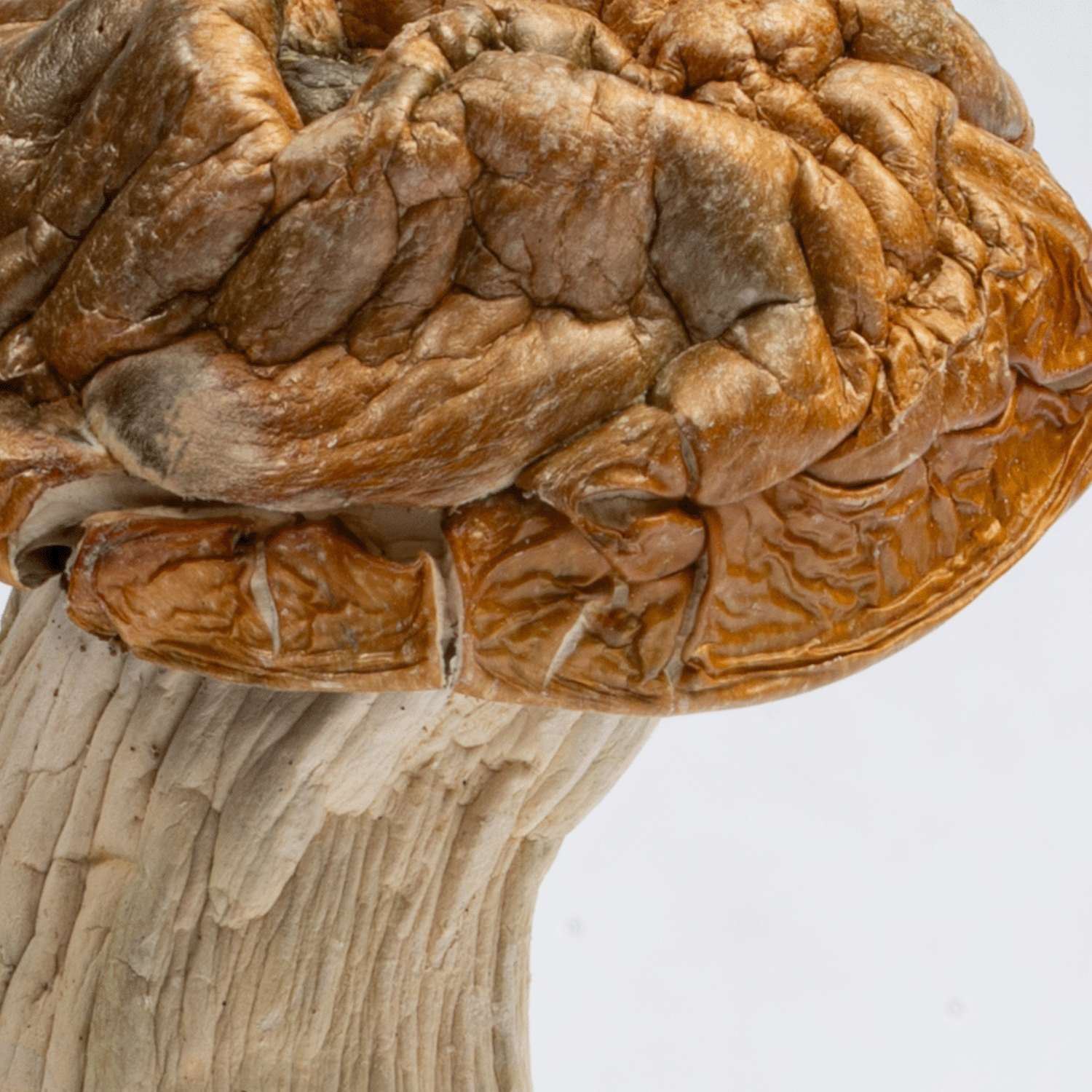 Makilla Gorilla Mushrooms - Image 3