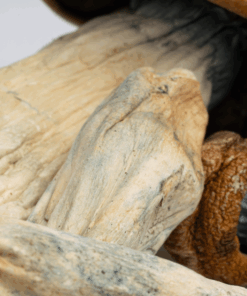 Alternative view of Makilla Gorilla Mushrooms