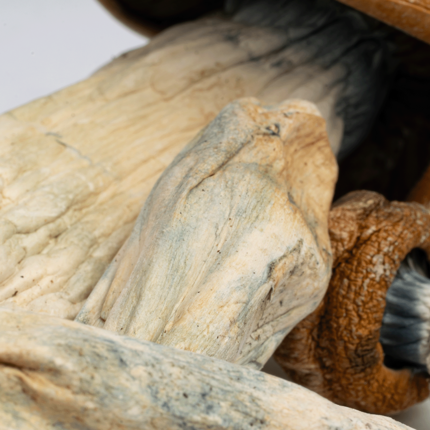 Makilla Gorilla Mushrooms - Image 2