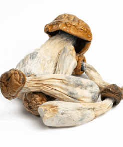 Makilla Gorilla Mushrooms