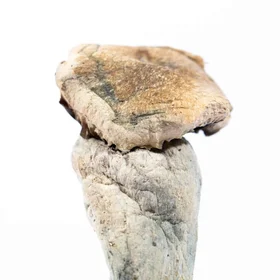 A-One Mushrooms - Golden Mammoth - Image 2