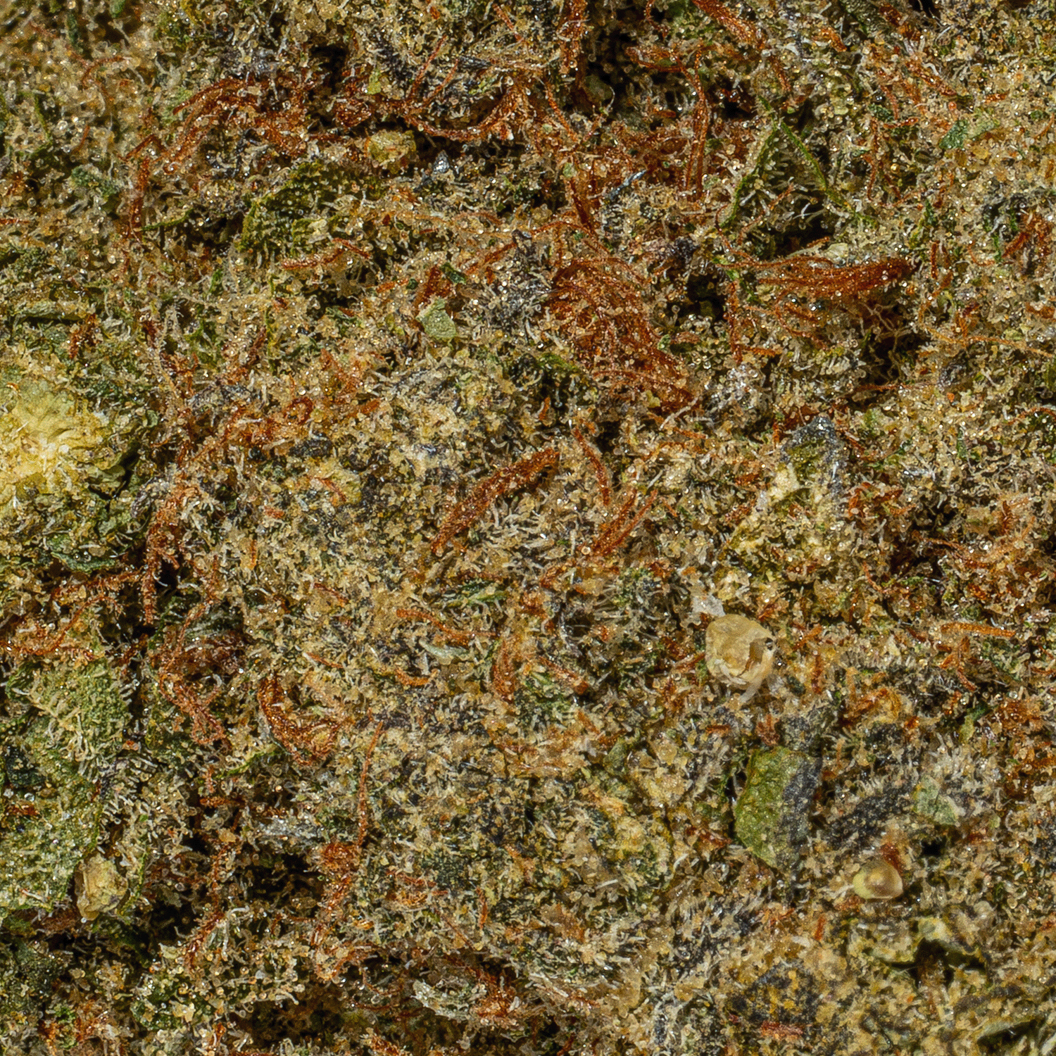 Mystery Ounce (AAA) - Image 3
