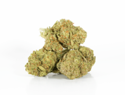 Alternative view of Bruce Banner (AA+)