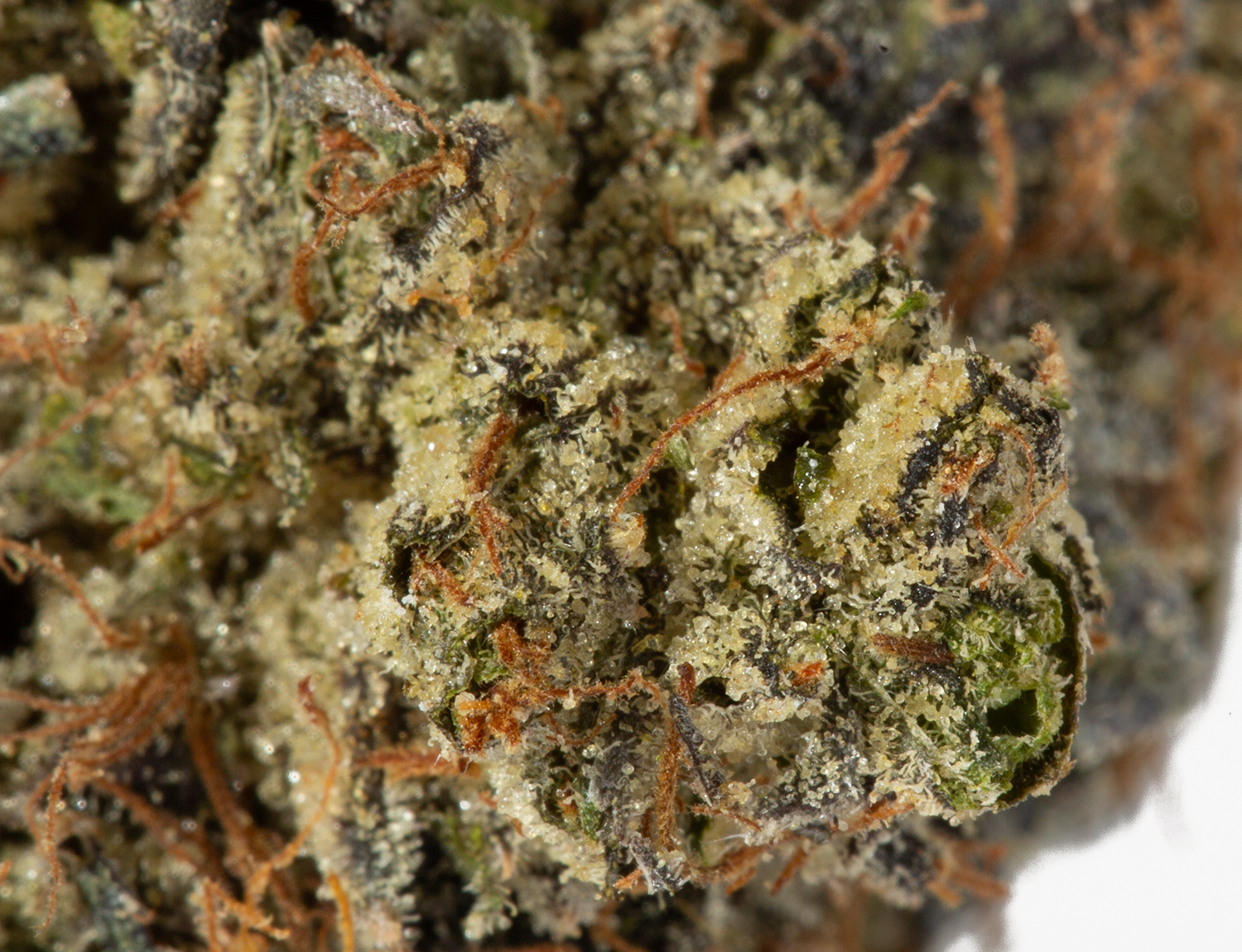 Master Bubba (AAA+) - Image 5