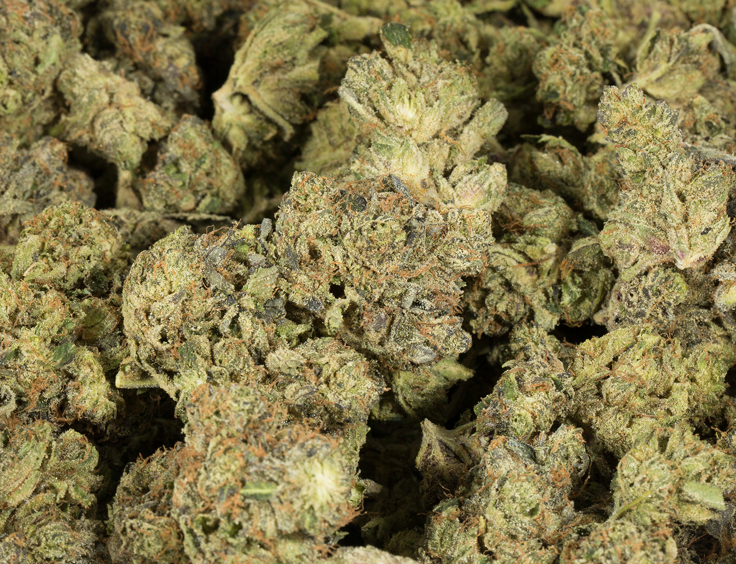 Master Bubba (AAA+) - Image 4