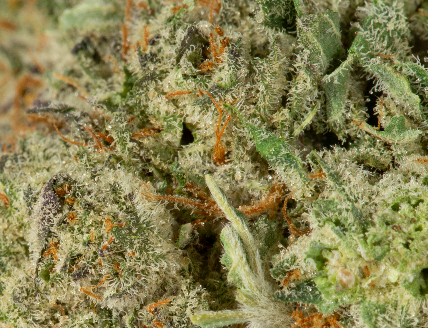 Maui Wowie (AAA) - Image 5