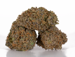 Alternative view of Mimosa (AAA)