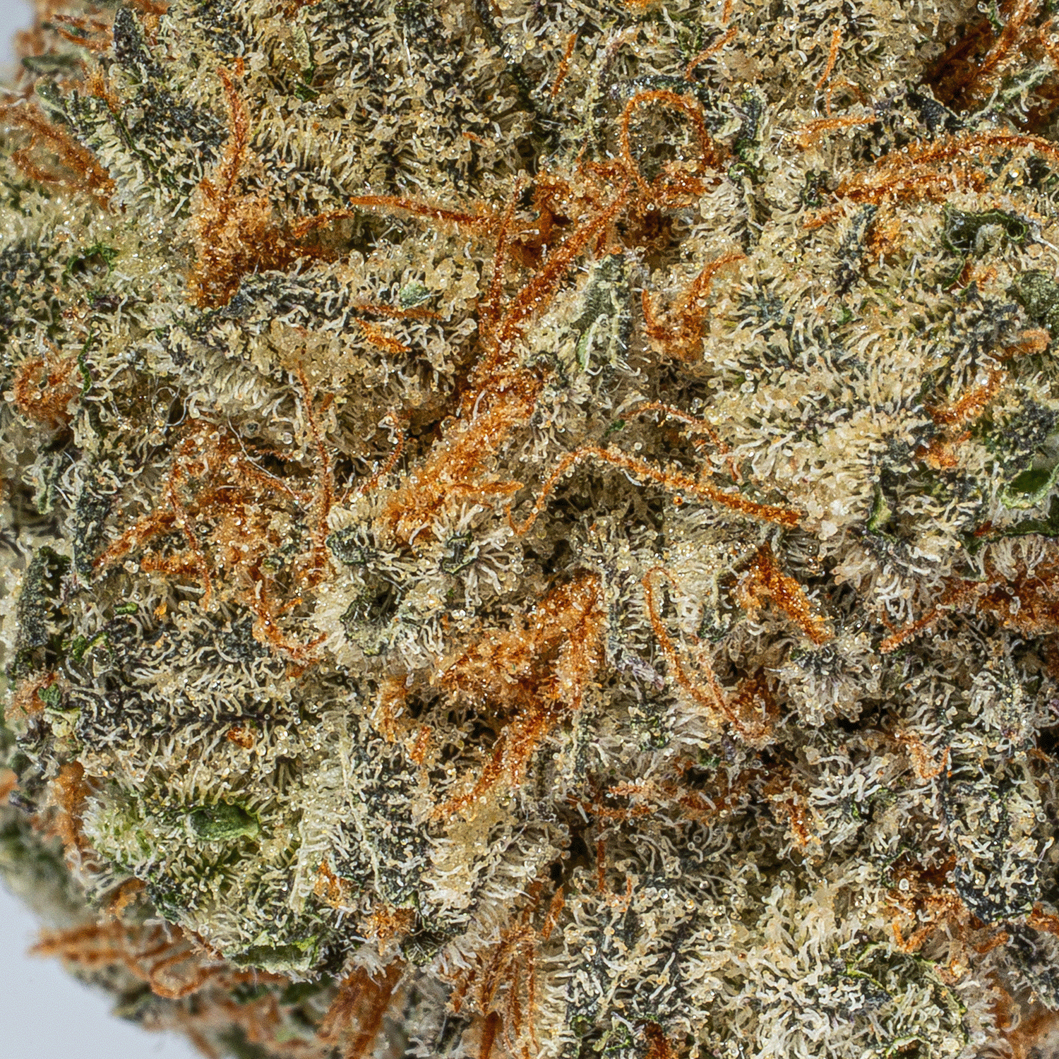 Blackberry Headband (AAA+) - Image 4