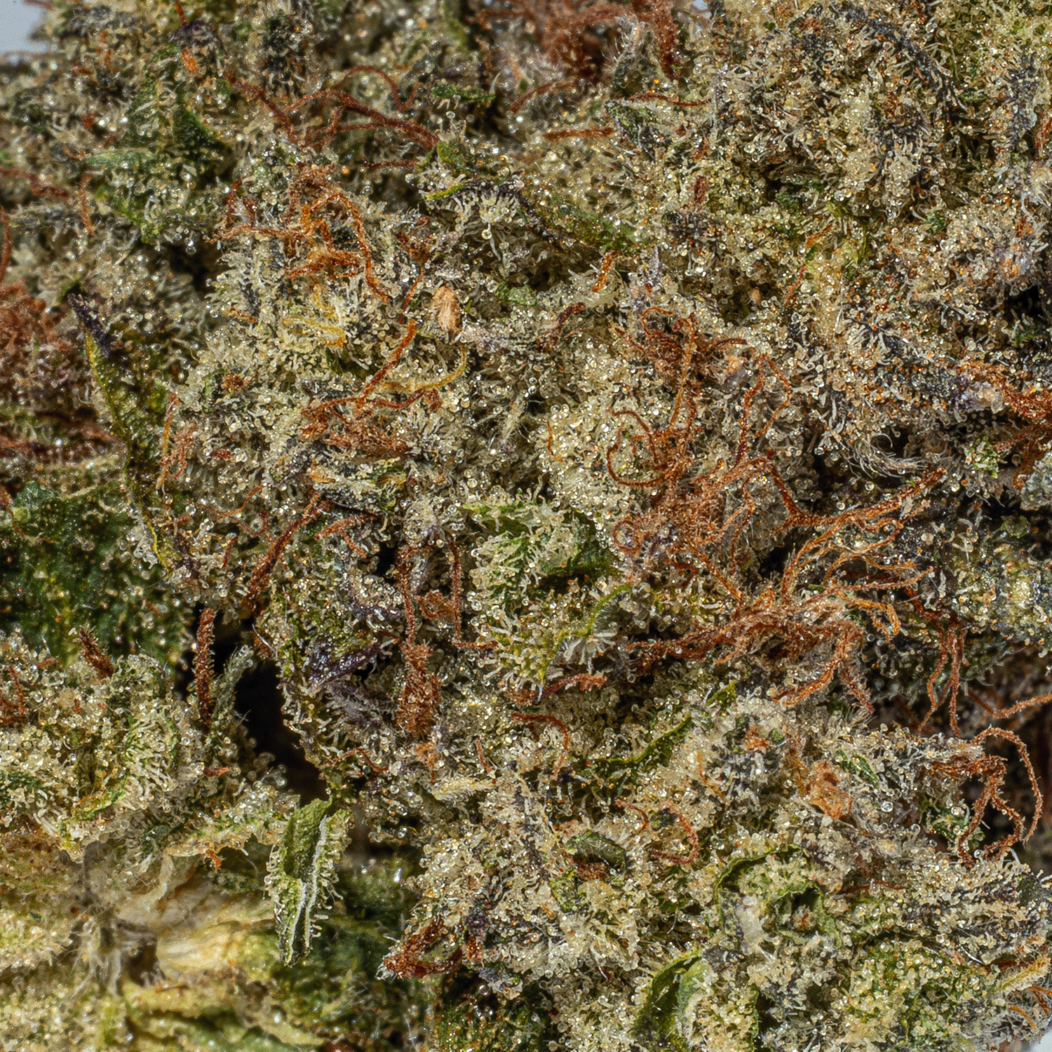 Comatose (AAA+) - Image 4