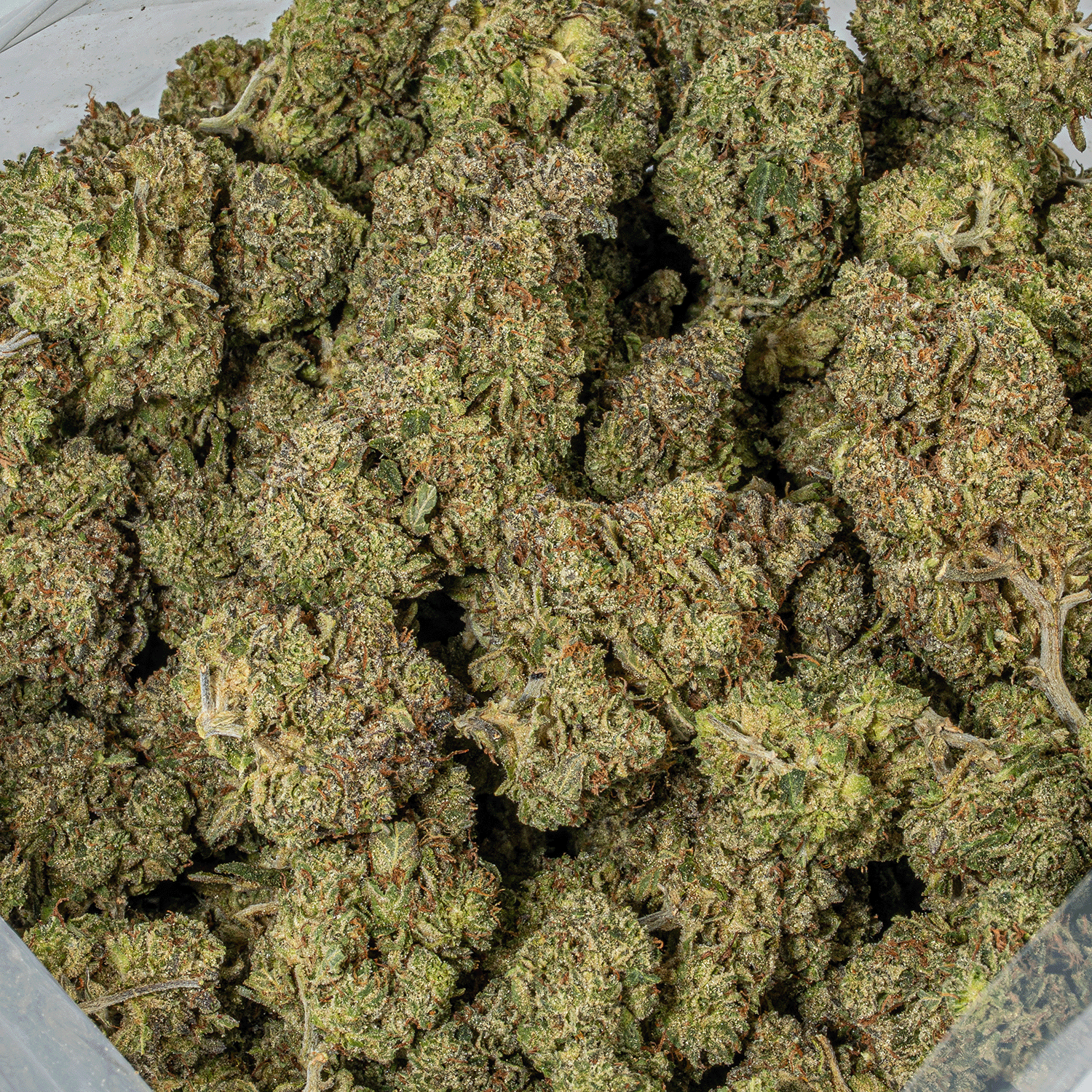 Comatose (AAA+) - Image 5