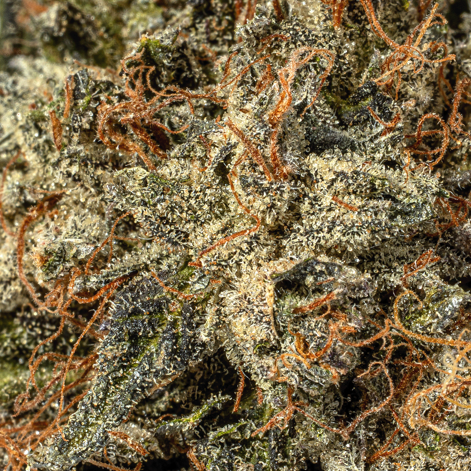 Pink Caviar (AAAA) - Image 3