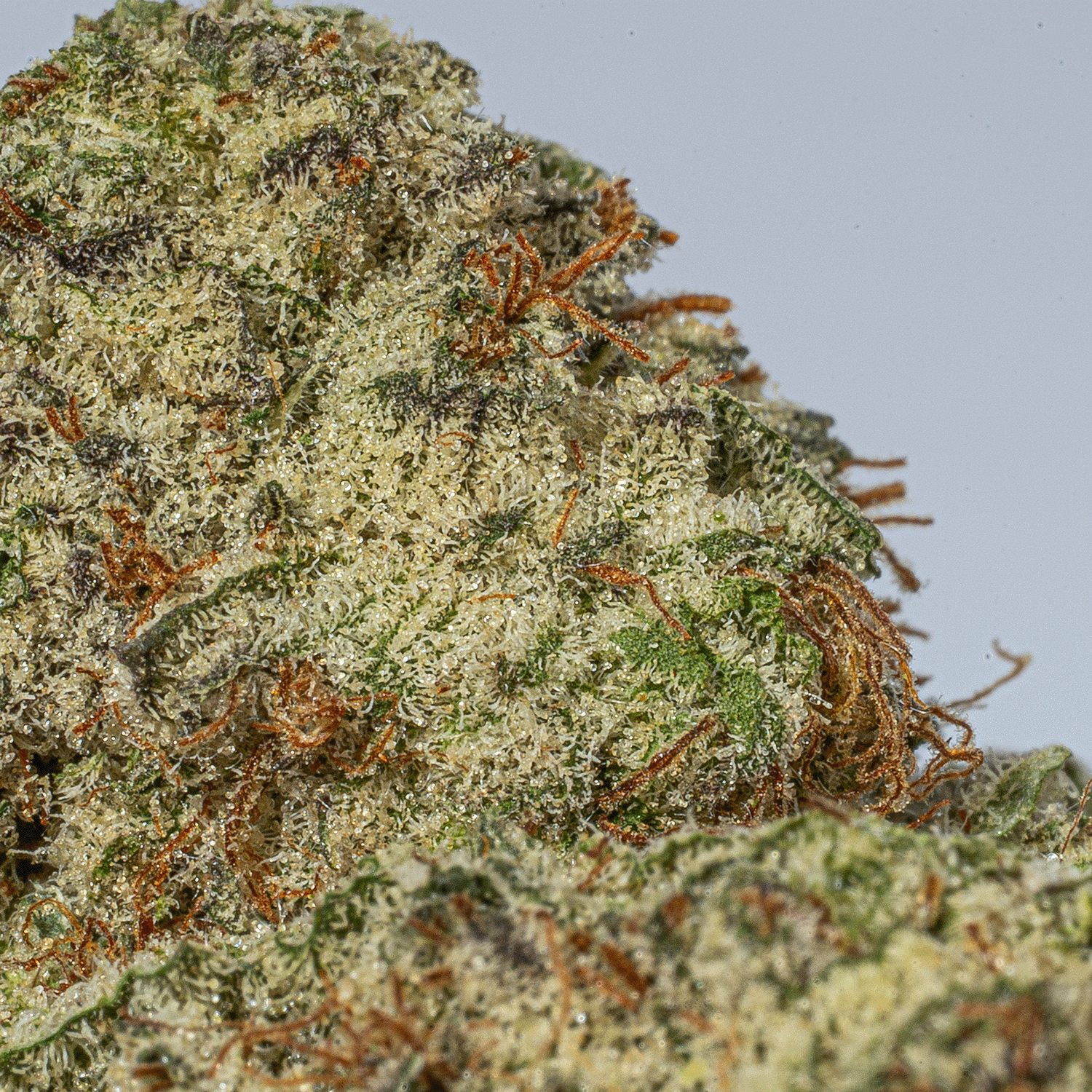 Cherry Dosi (AAA+) - Image 4