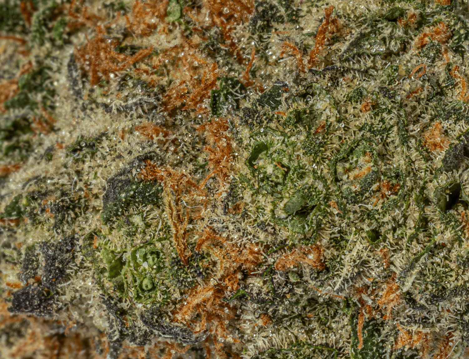 Polar Pop (AA) - Image 5