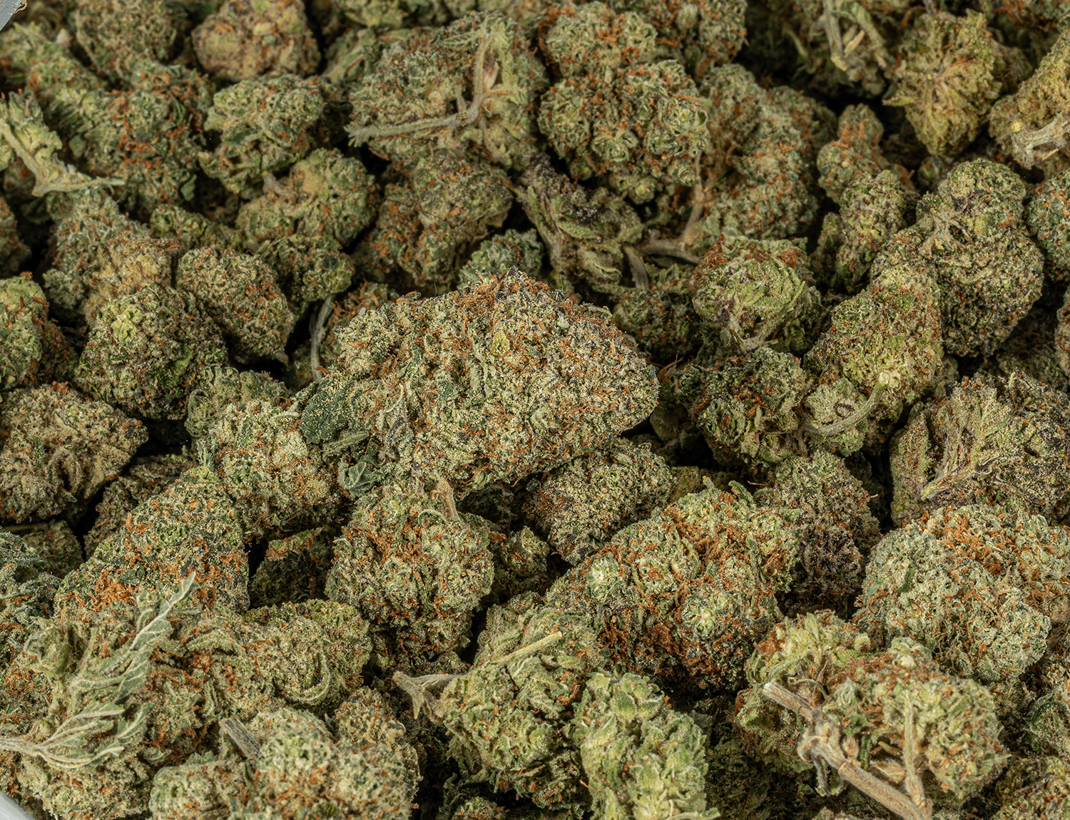 Polar Pop (AA) - Image 4