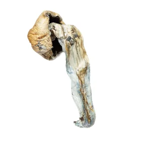 A-One Mushrooms - Penis Envy - Image 2