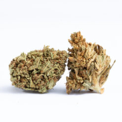Pitbull is a balanced indica hybrid bred for strength