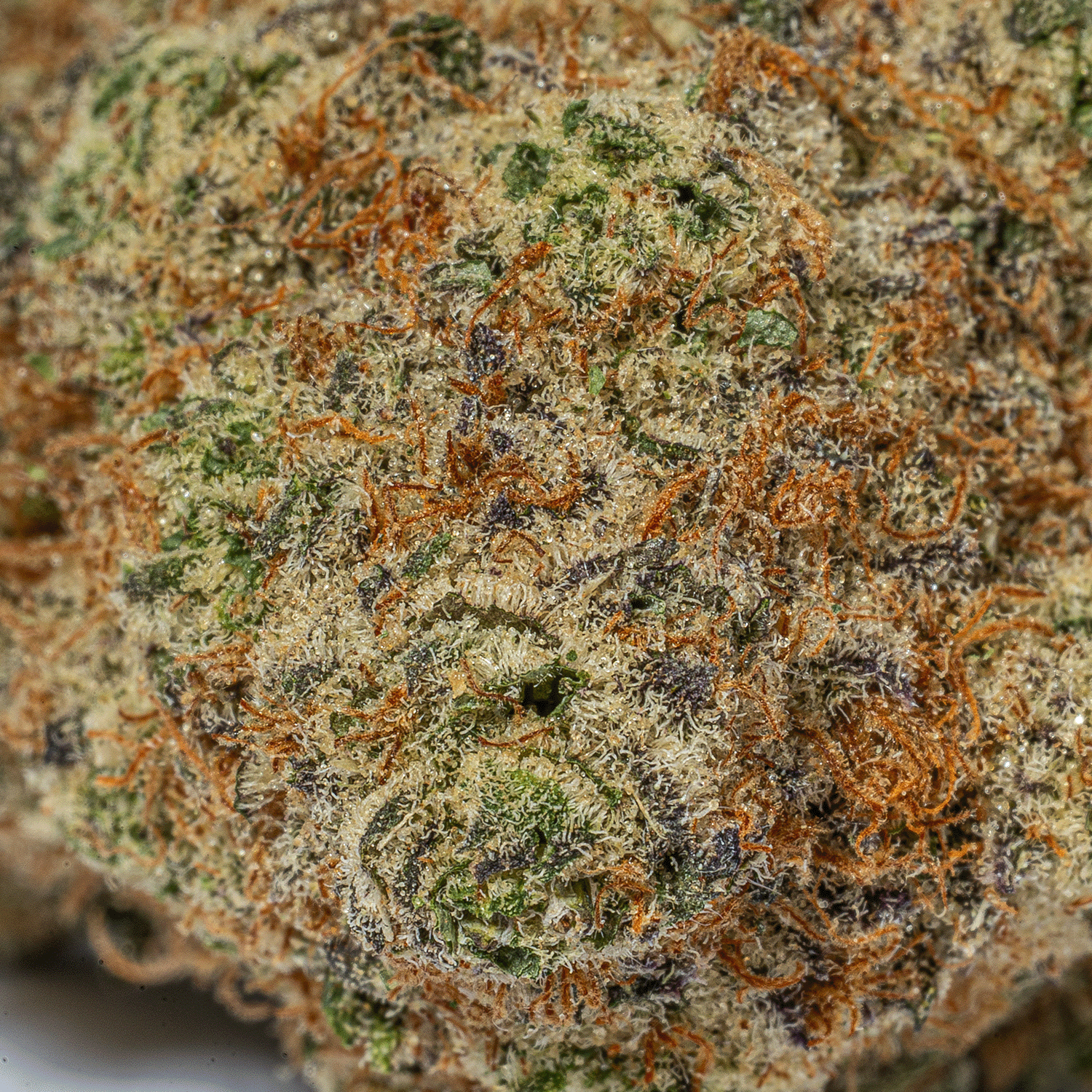 Mandarin Zkittlez (AAA+) - Image 4