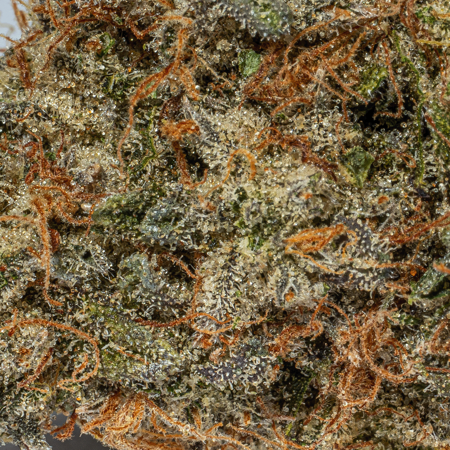 Galactic Gas (AAAA) - Image 4