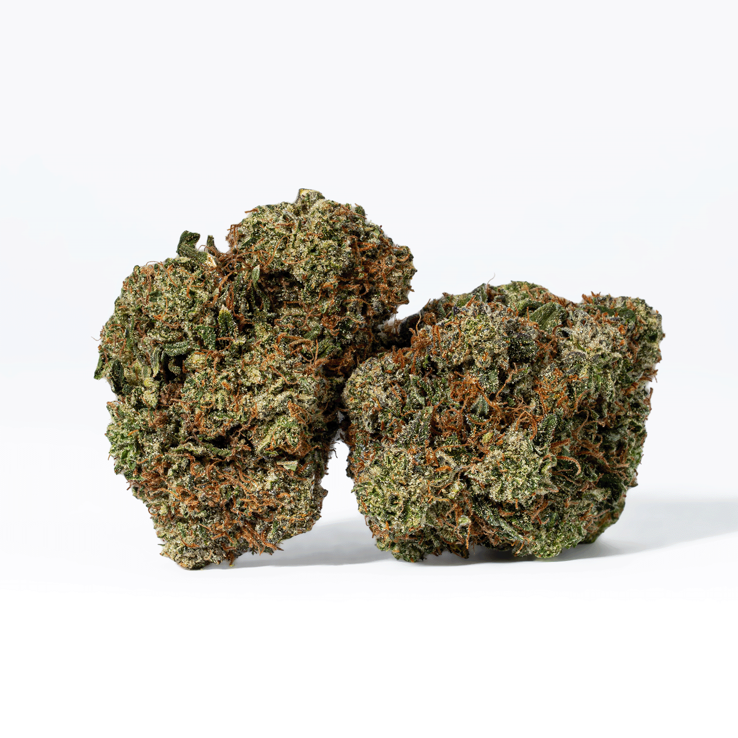 Rockstar Tuna (AAA+) - Image 2