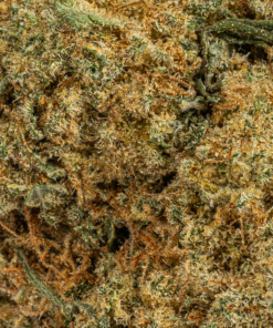 Alternative view of Silky Johnson (AAA+)