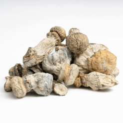 Alternative view of SV-13 Albino Mushrooms