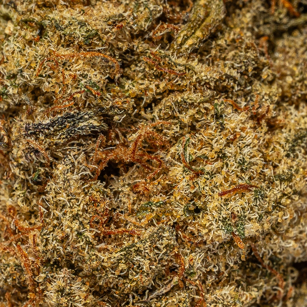 Sweet Tooth (AA) - Image 5