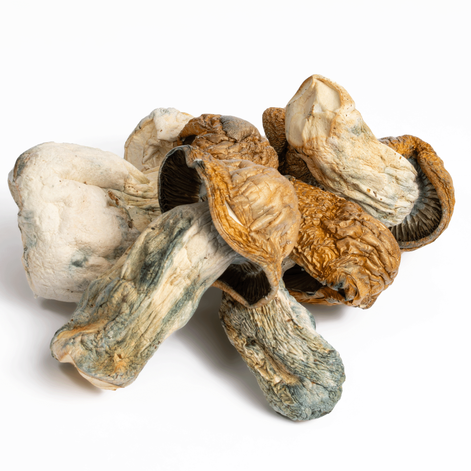 Texas Yellow Caps Mushrooms - Image 3