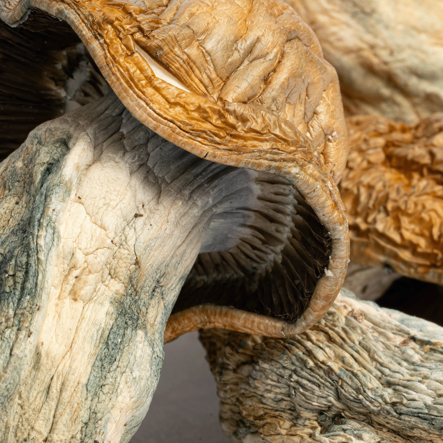 Texas Yellow Caps Mushrooms - Image 2