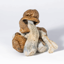 Alternative view of Tidal Wave Mushrooms