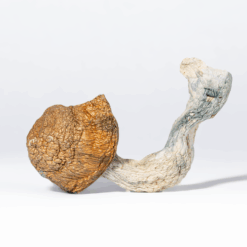 Tidal Wave Mushrooms