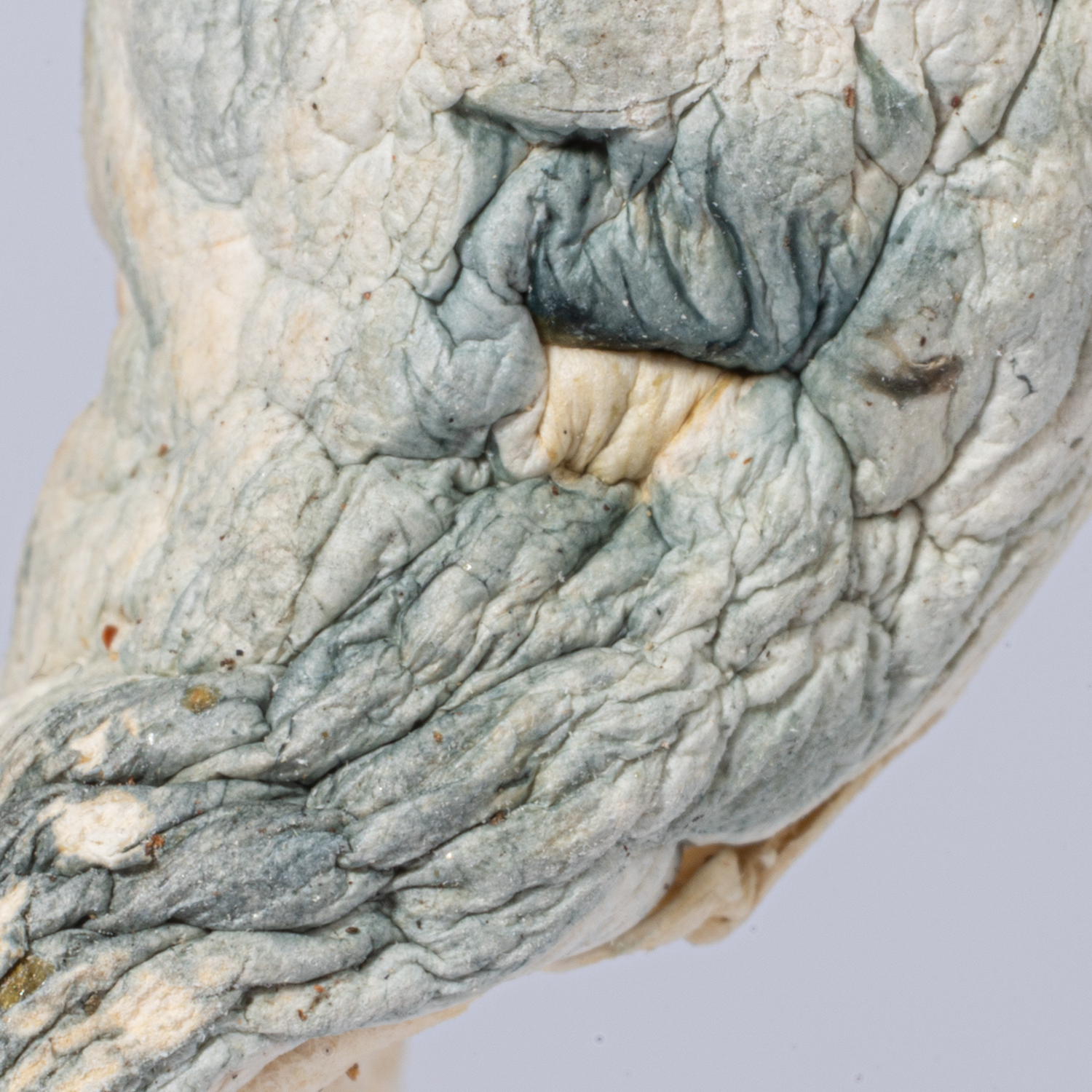 Tidal Wave Mushrooms - Image 3