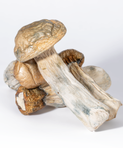 GC Thrashers Mushrooms