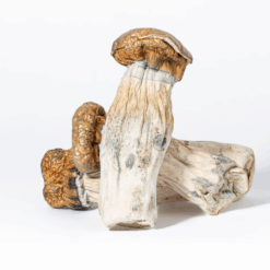 Alternative view of GC Thrashers Mushrooms