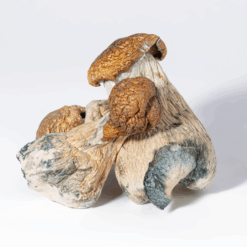 Alternative view of Trinity Mushrooms