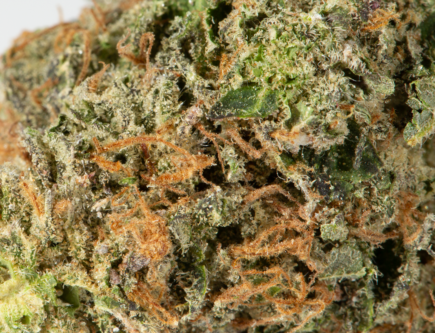 Tom Ford (AAAA+) - Image 5