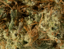 Alternative view of Triple Berry (AAA)