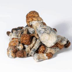 Alternative view of Vietnamese Mushrooms