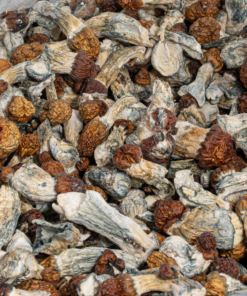 Vietnamese Mushrooms