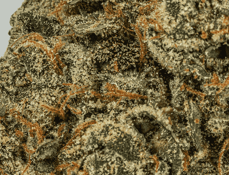 Alien Tits (AAA+) - Image 5