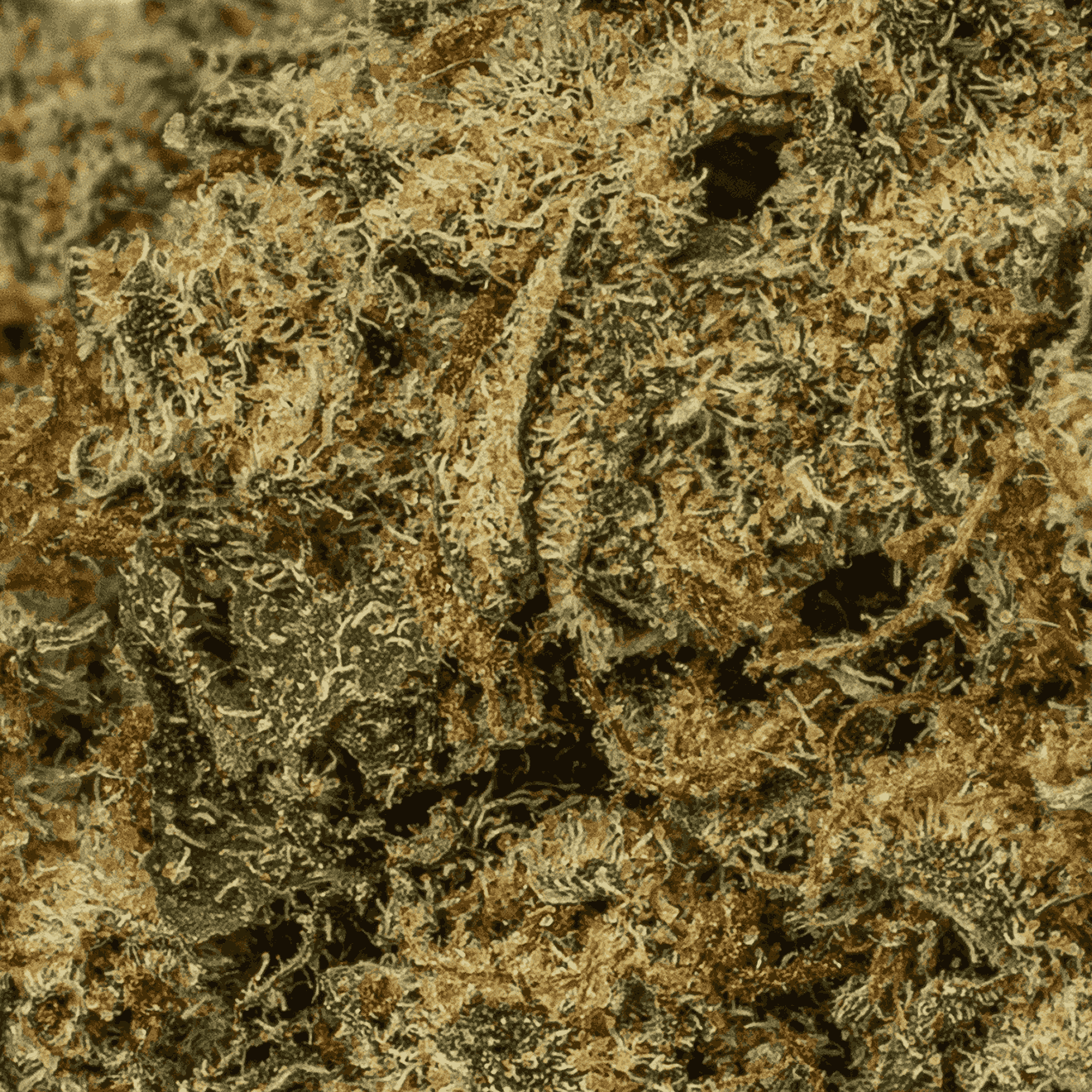 Banana Cream (AA+) - Image 5