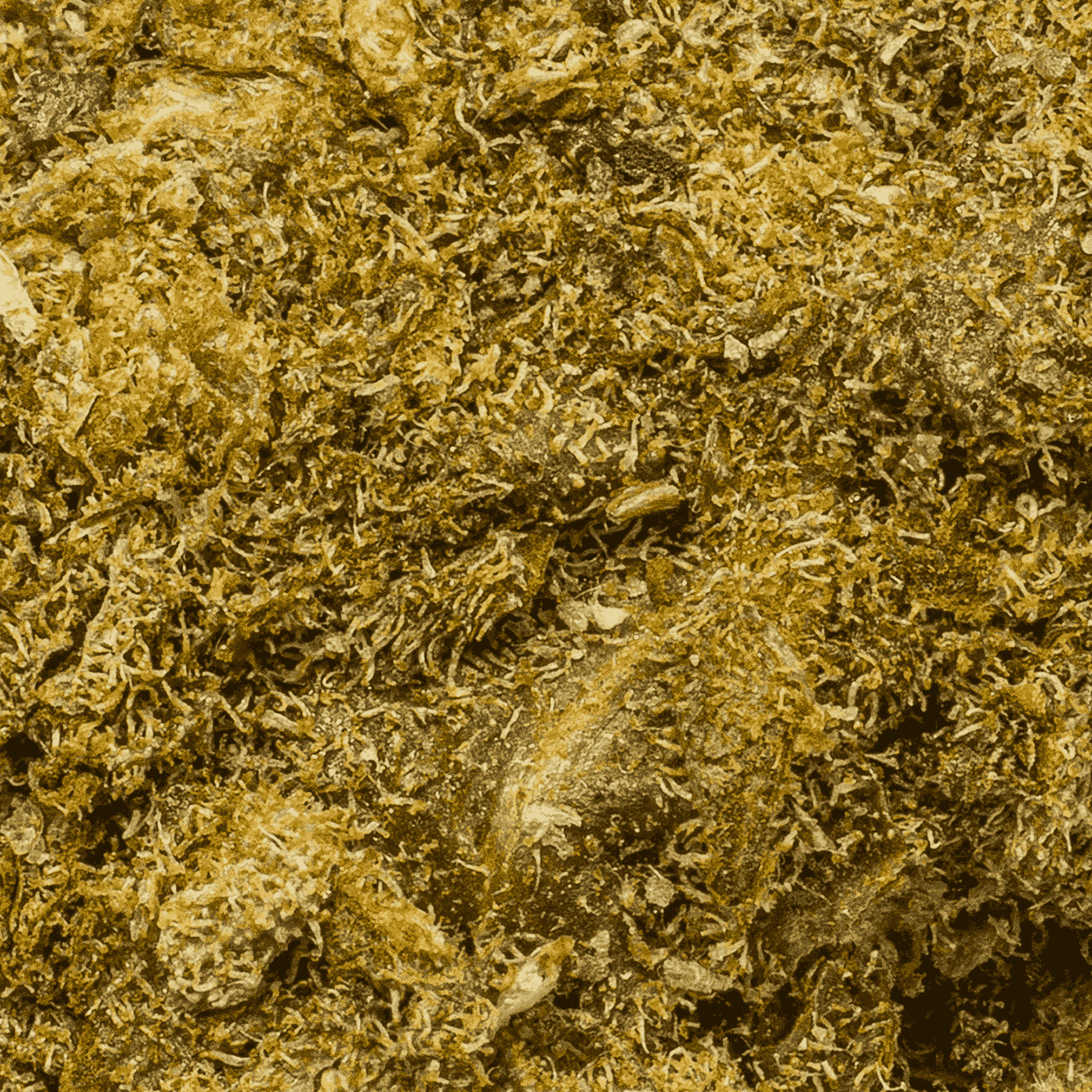 Banana OG (A) - Image 5