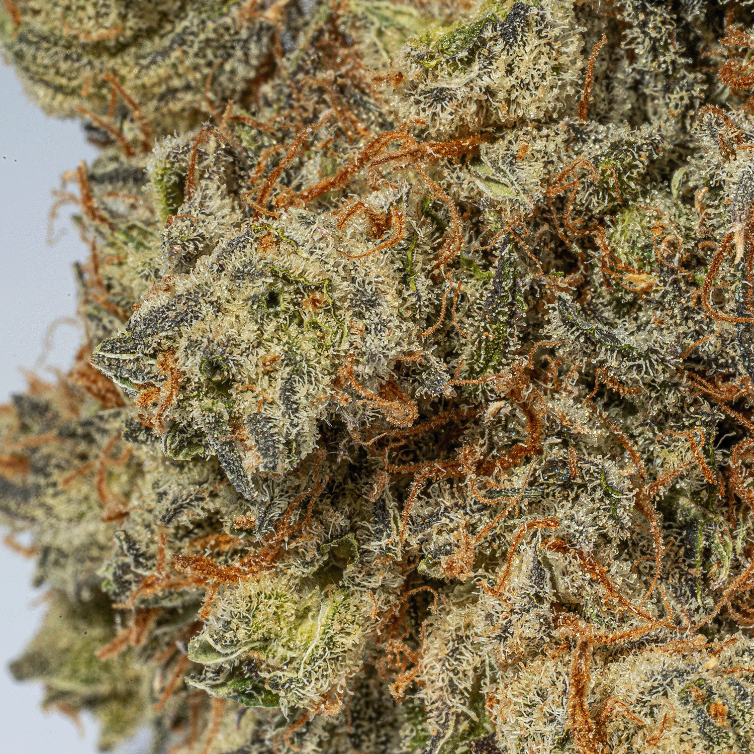 Montana Silver (AAA) - Image 5