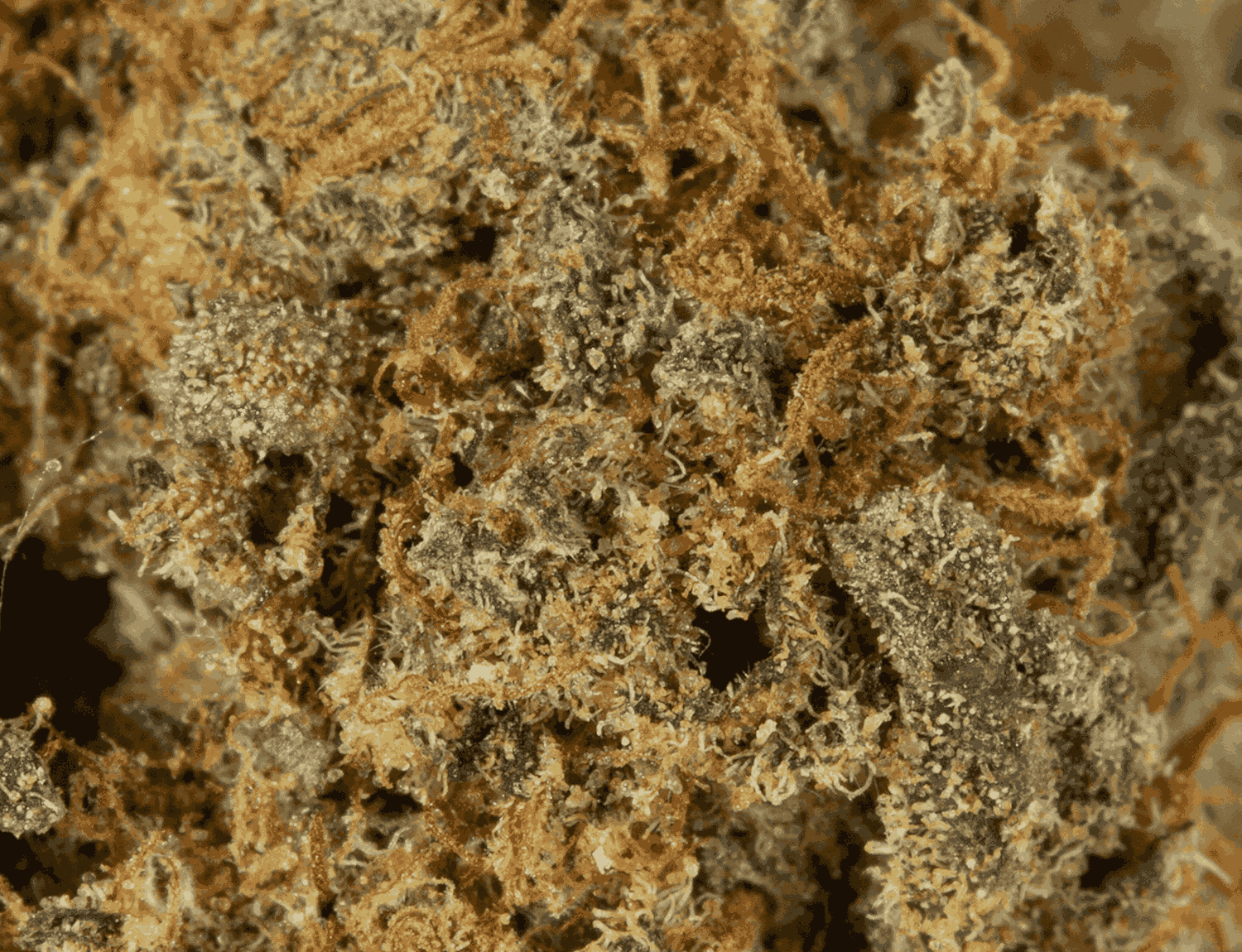 Black Diamond (AA) - Image 6