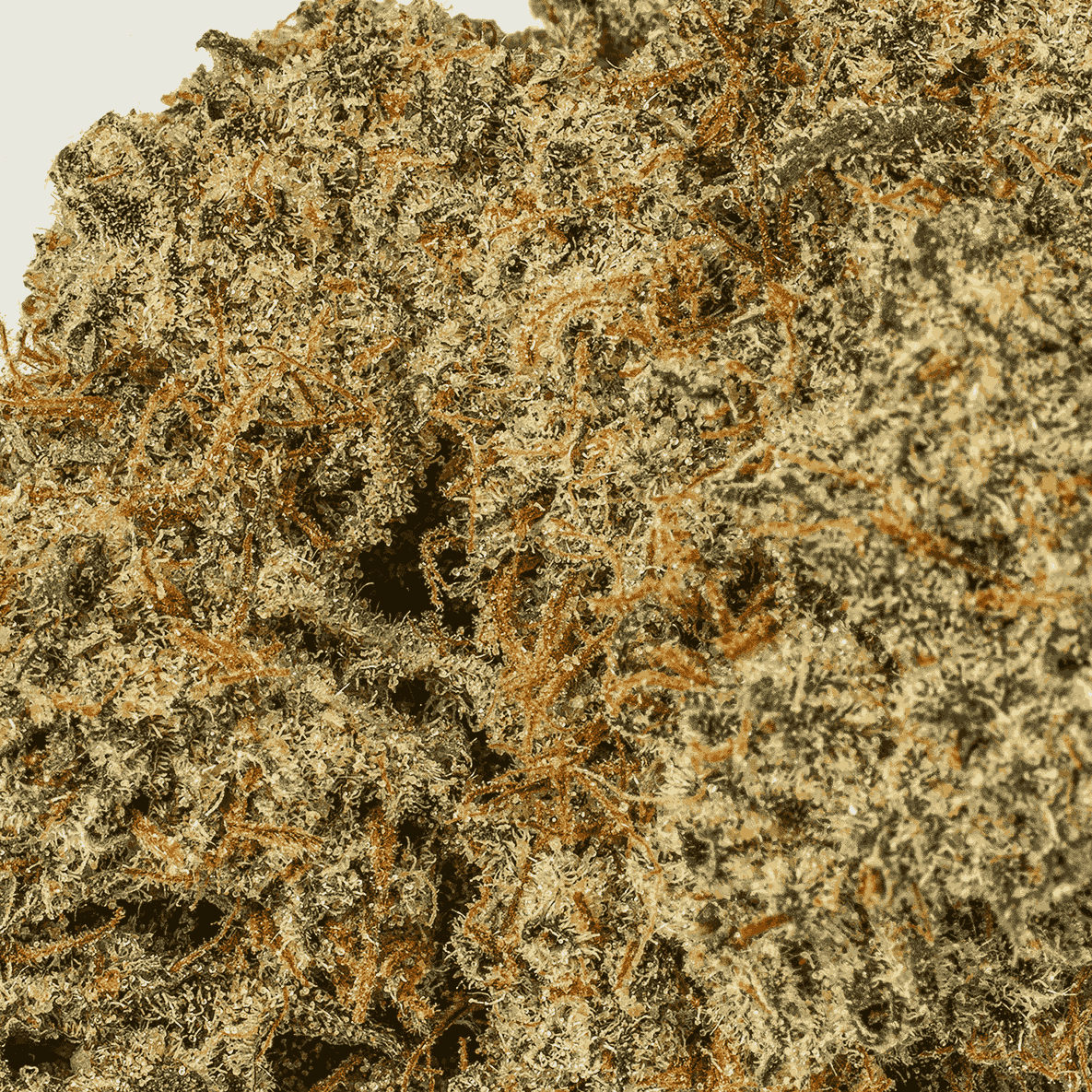 Candy Corn (AA+) - Image 5