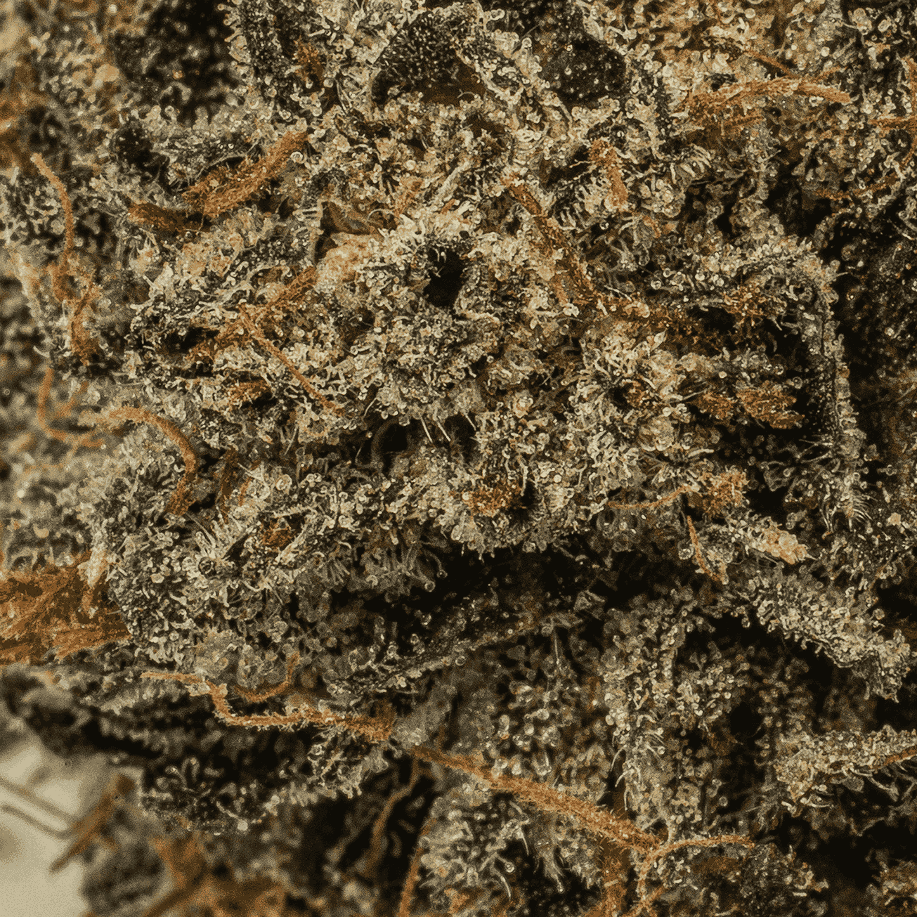 Dank Schrader (AAAA) - Image 5