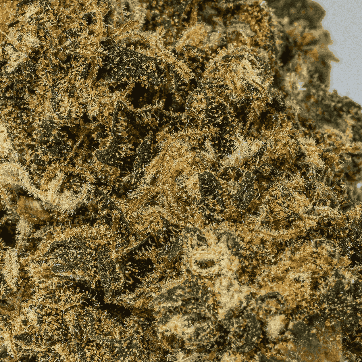 Dark Knight (AA) - Image 5