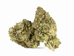 Alternative view of El Jefe (AAA+)