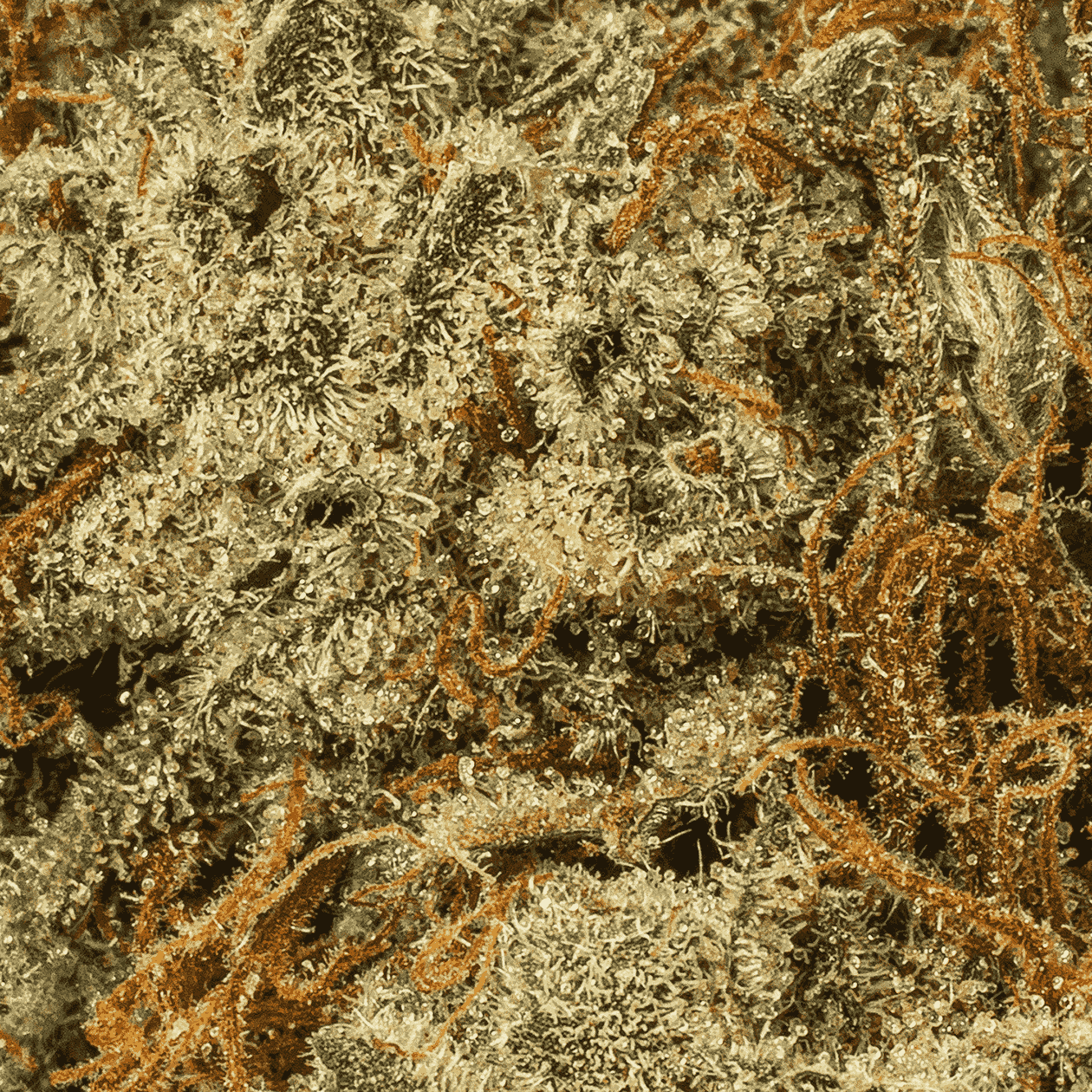 Frosty (AA+) - Image 5