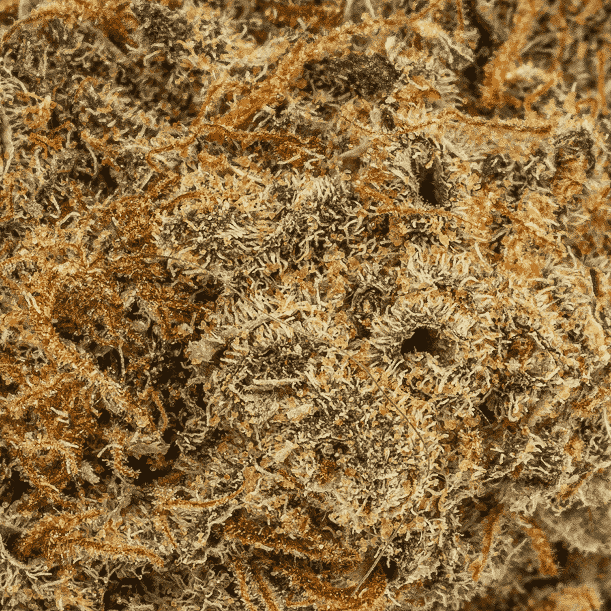 Gobbstopper (AA+) - Image 5