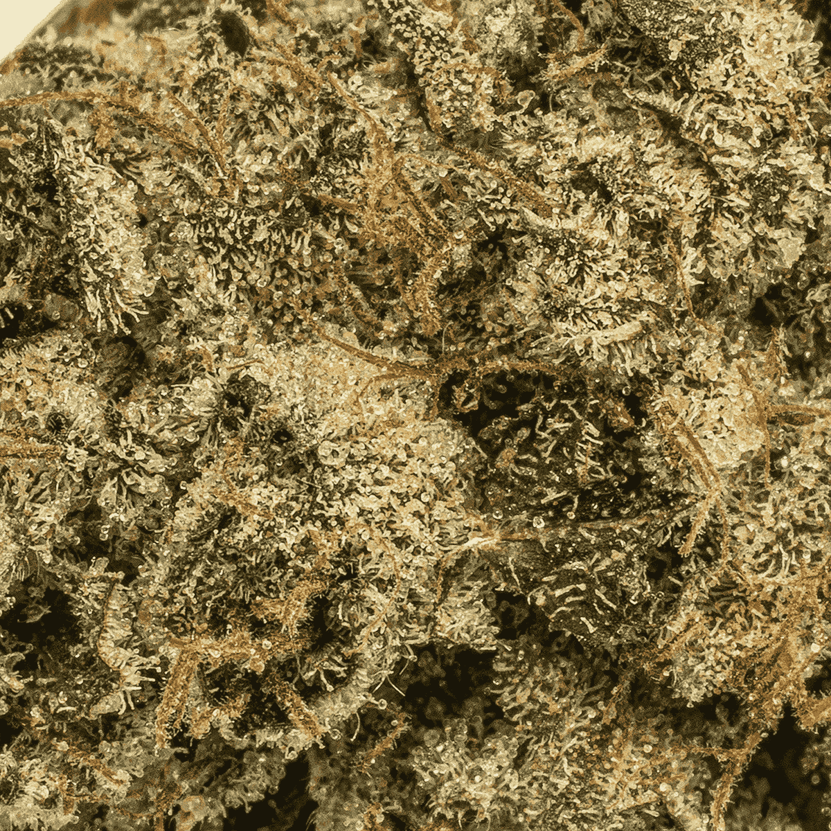 Island Pink Kush (AAA) - Image 5